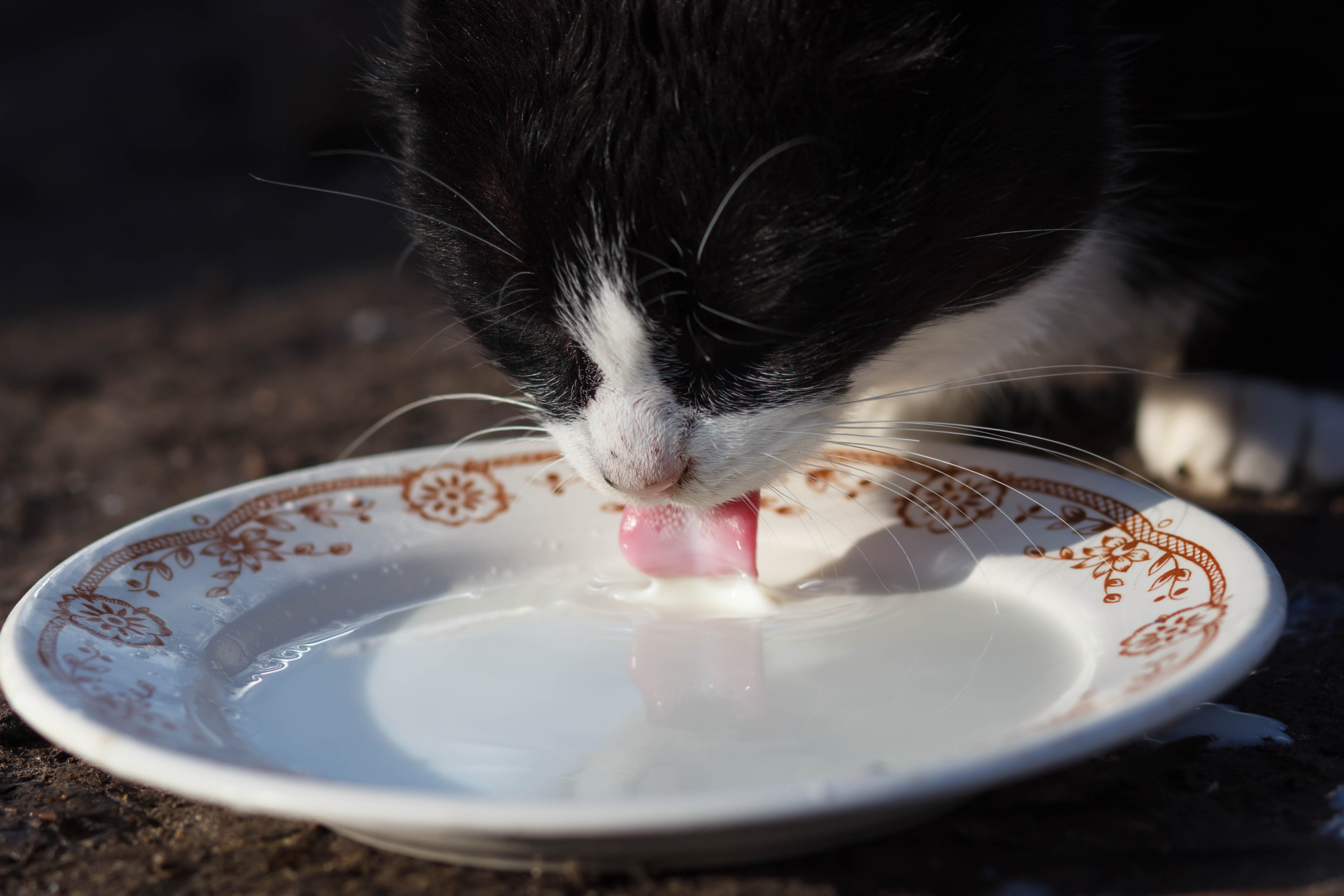 Lait pour chat: est-ce dangereux? Lequel donner?