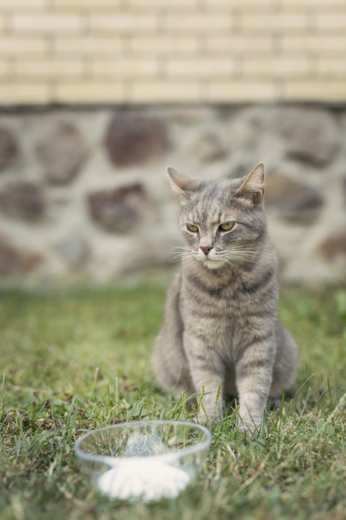 Donner du lait à son chat : une pratique nocive ? - Nos conseils  vétérinaires