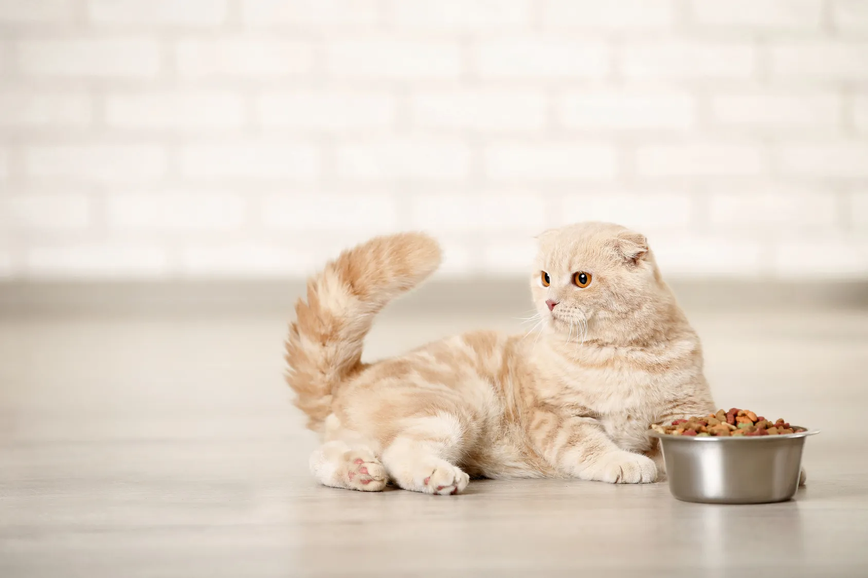 Chat et nourriture bio