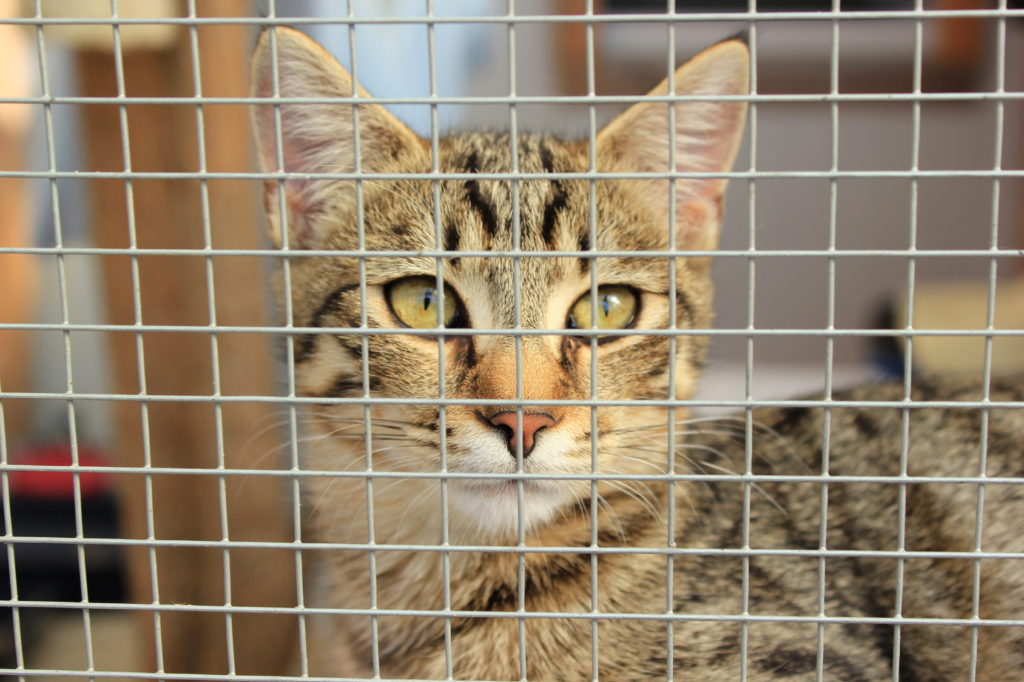 Chat derrière un grillage dans un refuge