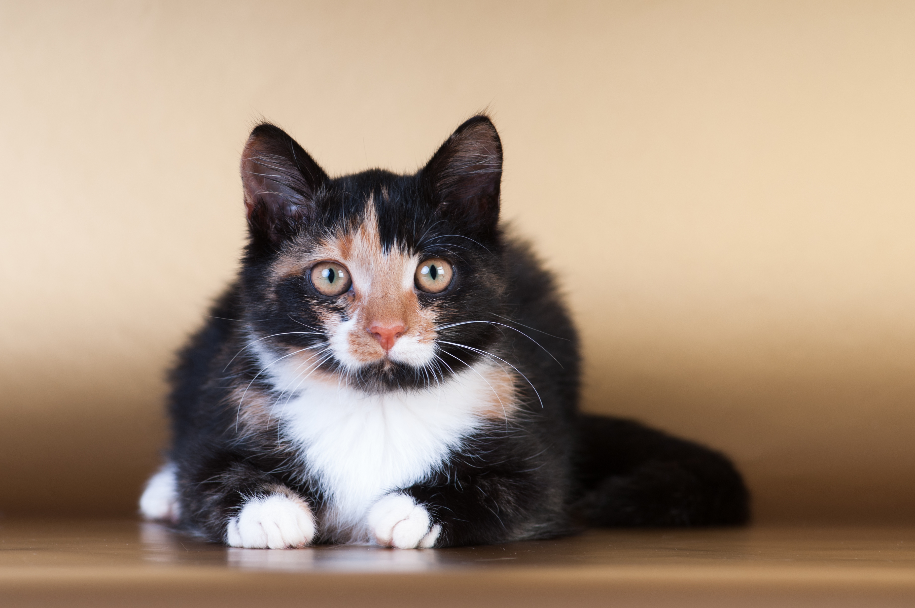 Chat D Elevage Ou Chat De Refuge Ou Adopter Magazine Zooplus