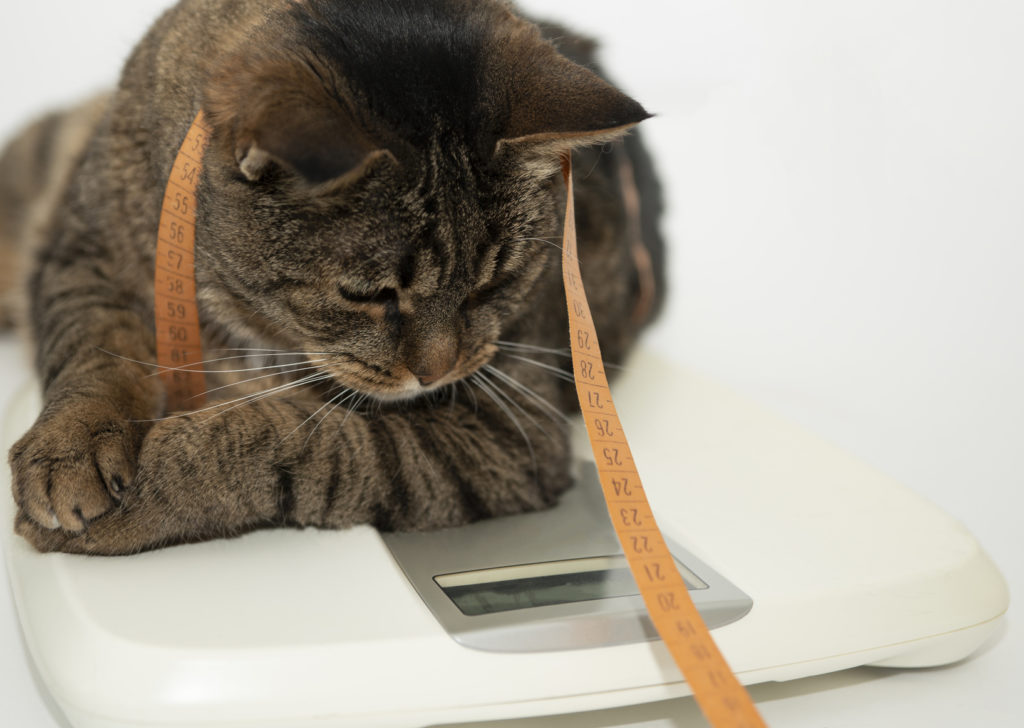 chat en surpoids couché sur une balance avec un mêtre autour du cou