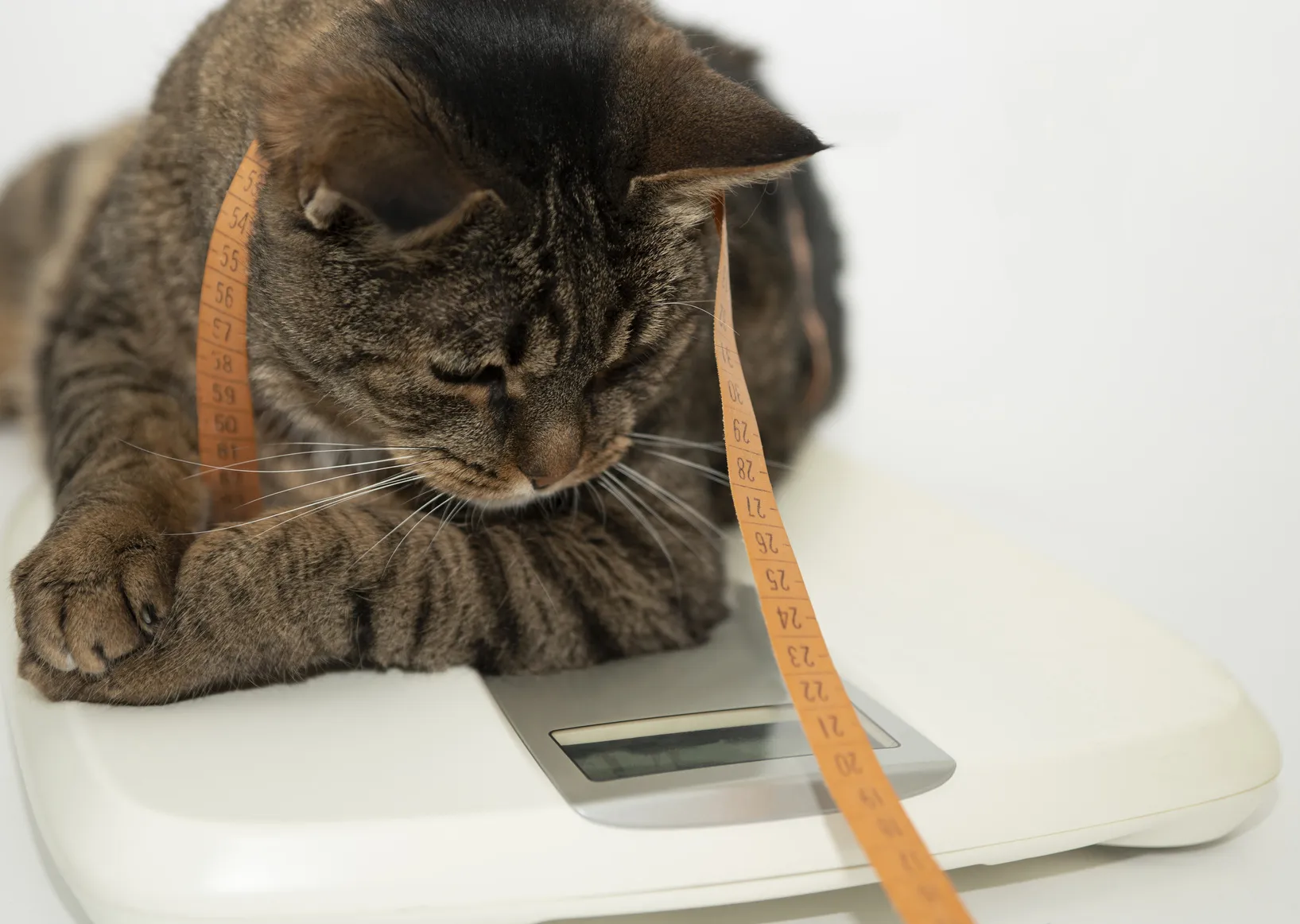 chat en surpoids couché sur une balance avec un mêtre autour du cou
