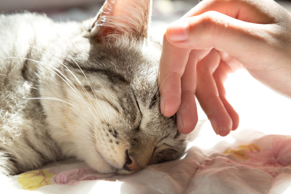 Pourquoi et comment les chats ronronnent-ils ?