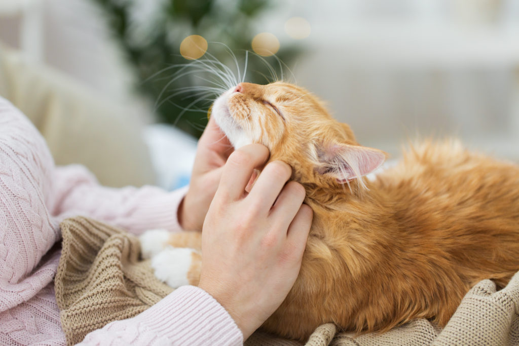 Pourquoi mon chat ronronne - Nos Zanimos