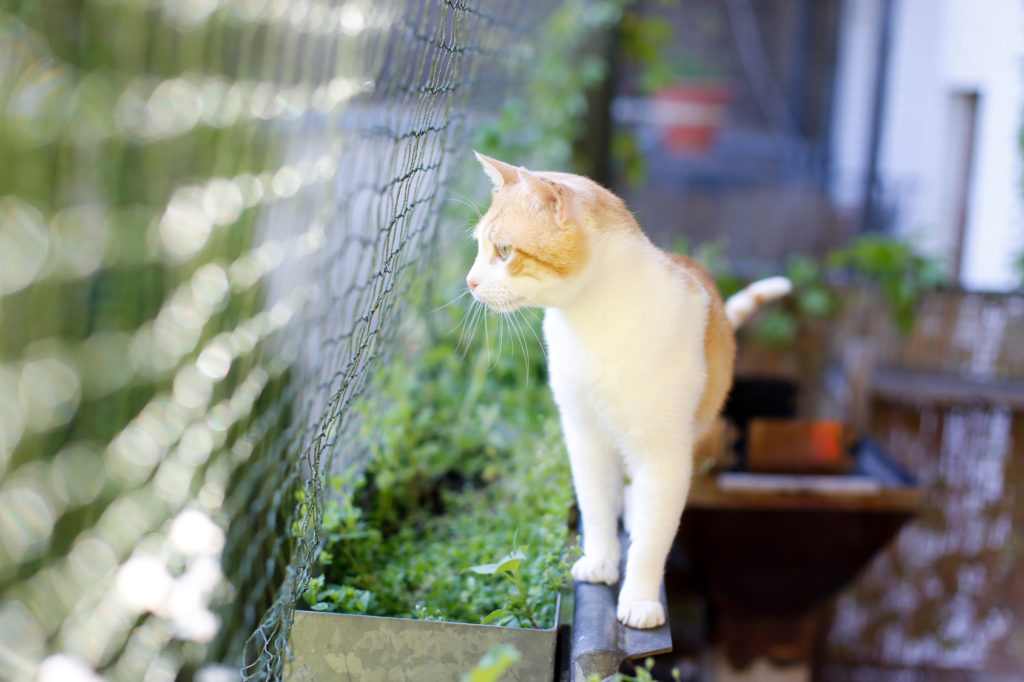 Comment sécuriser un balcon lorsqu'on a un chat ?