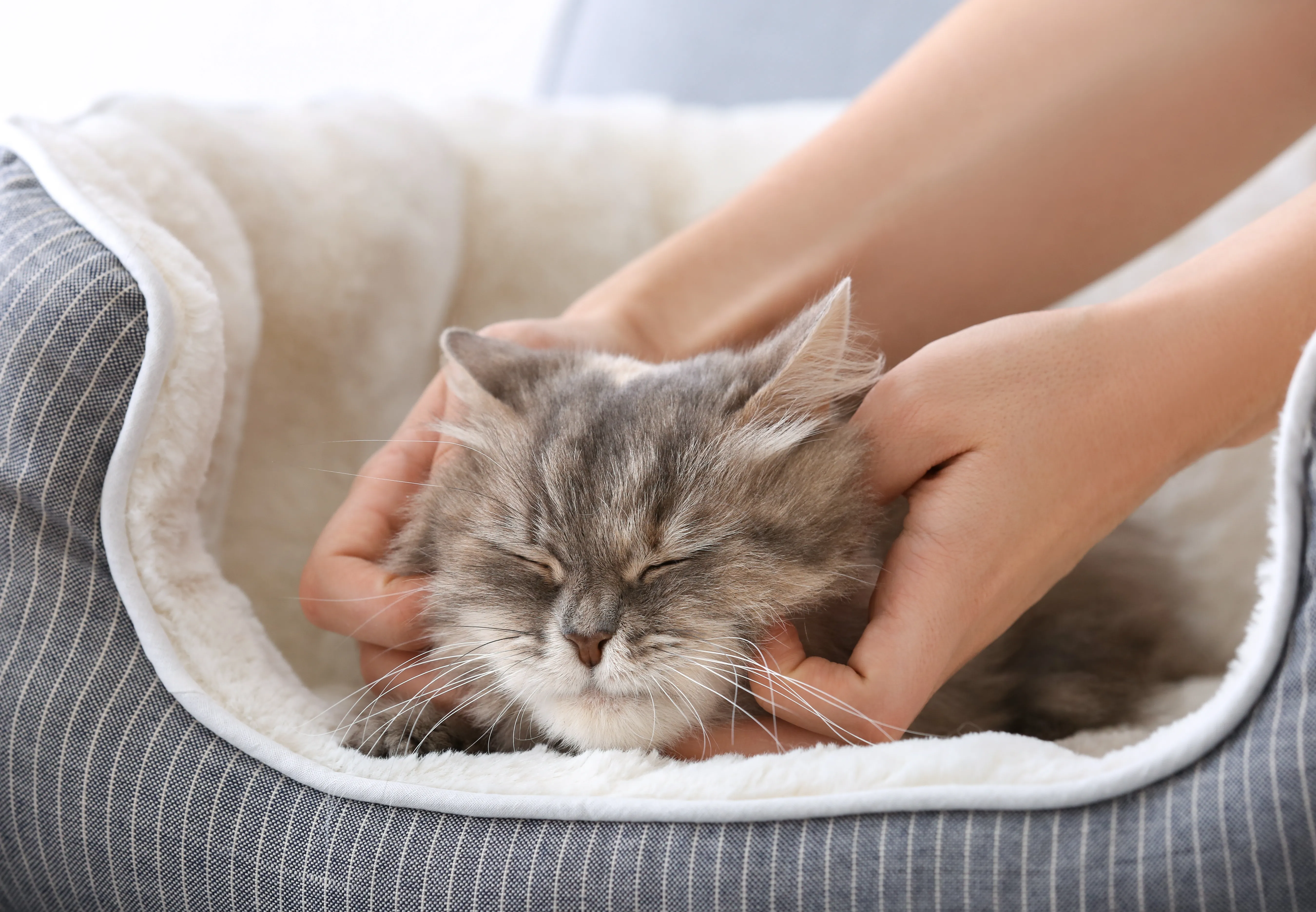 chat et ronron