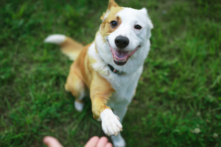 Chien roux et blanc qui donne la patte à son maître