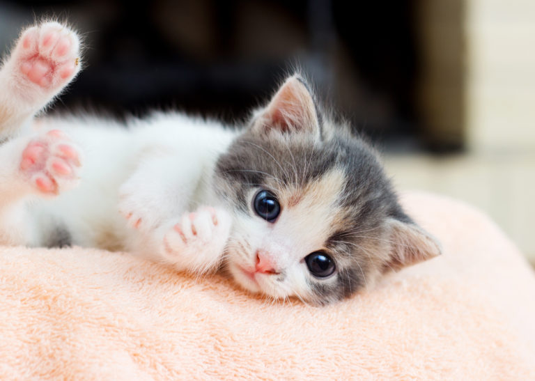 portait de l'arrivée d'un chaton couché sur le côté