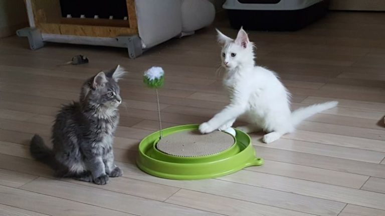Deux chatons jouent avec un jouet 3 en 1 Catit Play-N-Scratch pour chat