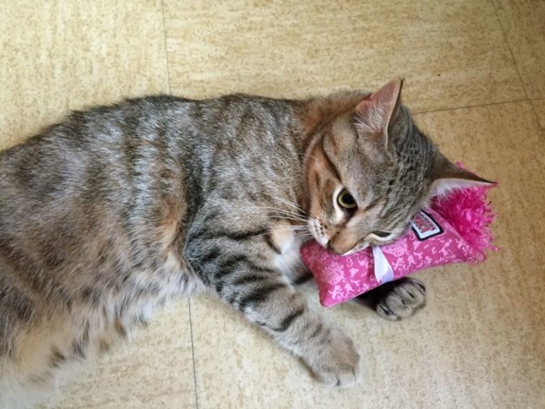 Chat couché sur le sol avec un coussin rose de forme allongé entre sa patte et sa tête