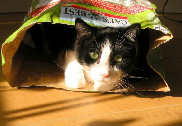 Chat caché dans un sac de litière