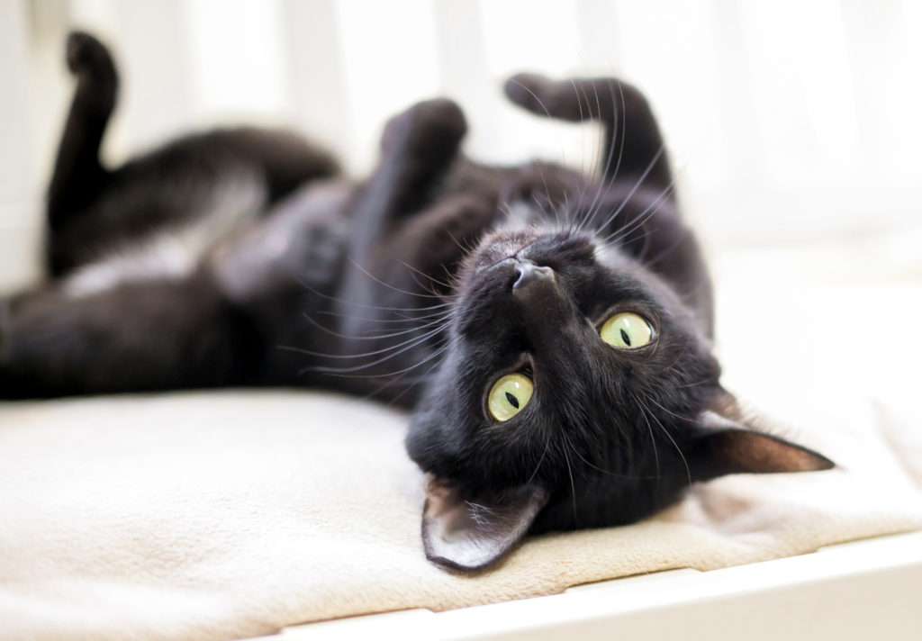 Chat noir couché sur le dos sur un lit