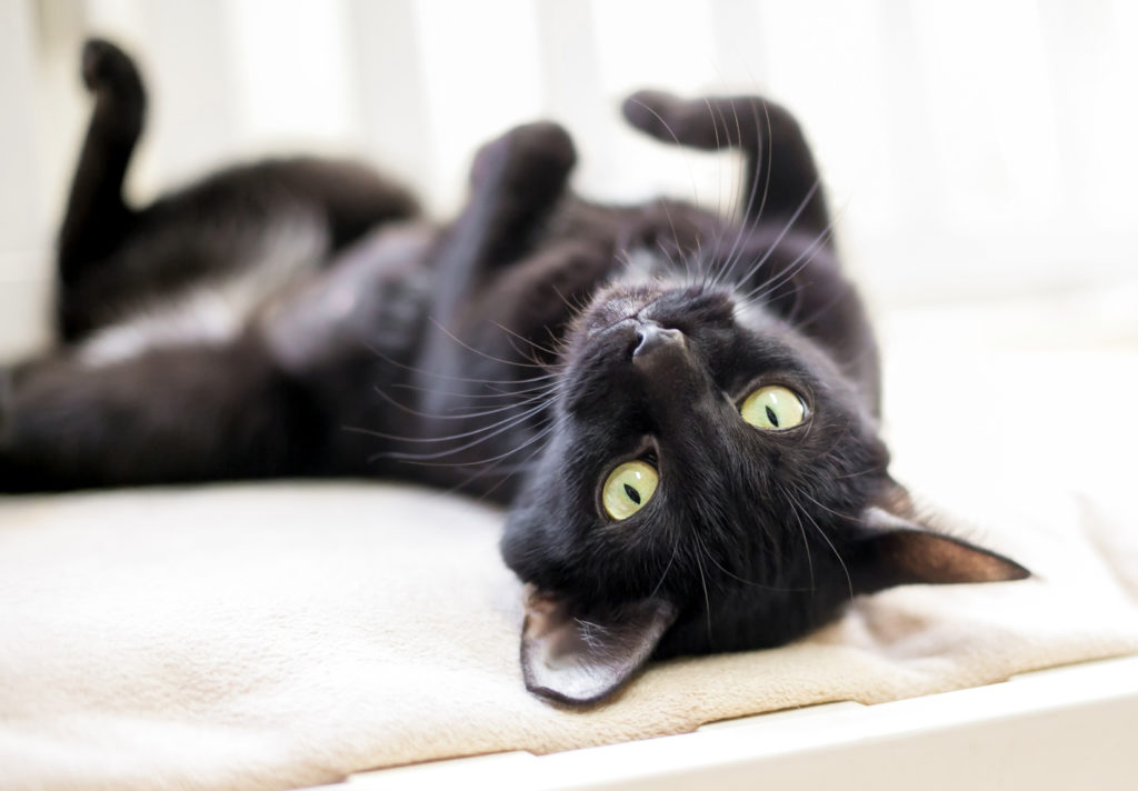 Le langage des chats Chat noir couché sur le dos sur un lit