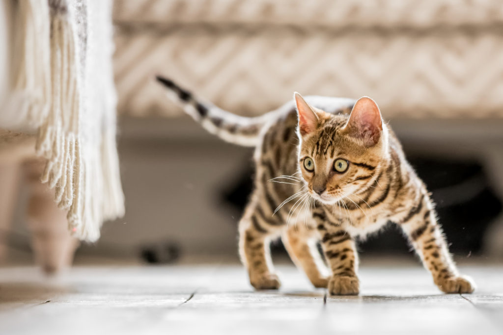 10 questions à poser à l’éleveur de chats 10 questions à poser à l'éleveur de chats