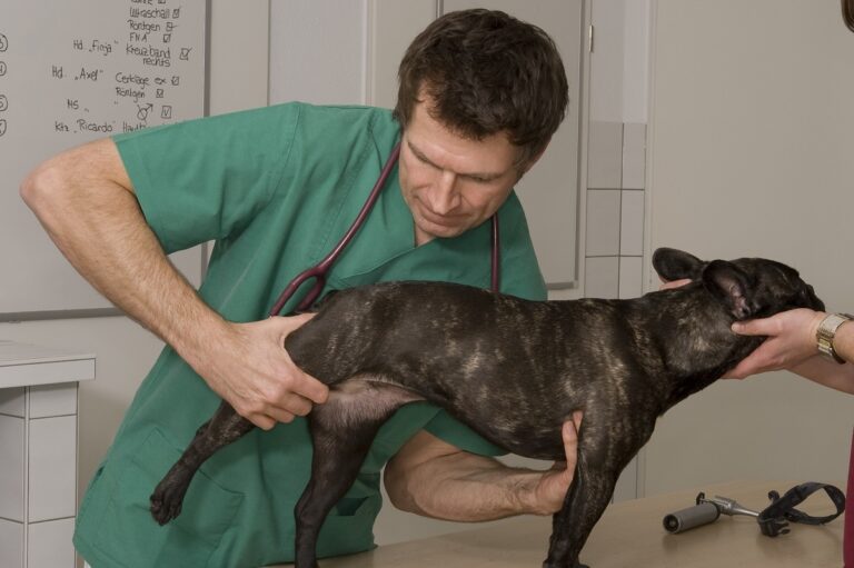 chien souffrant de dysplasie de la hanche chez le vétérinaire