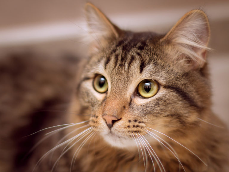 Portrait d'un chat marron qui regarde vers la gauche