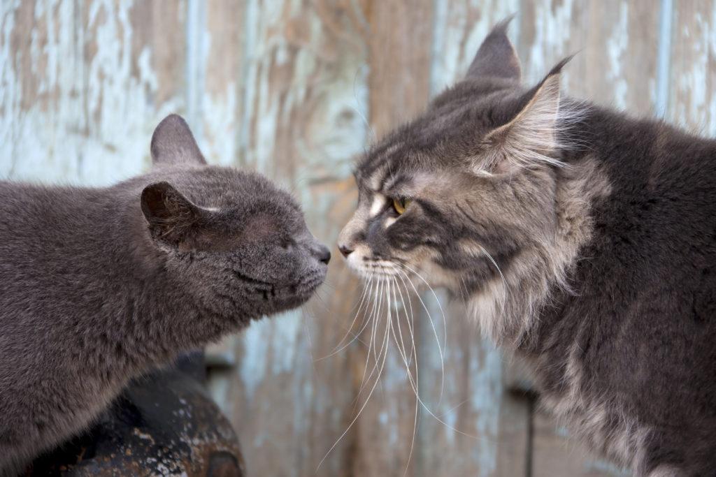 Comment Faire Cohabiter Deux Chats Magazine Zooplus