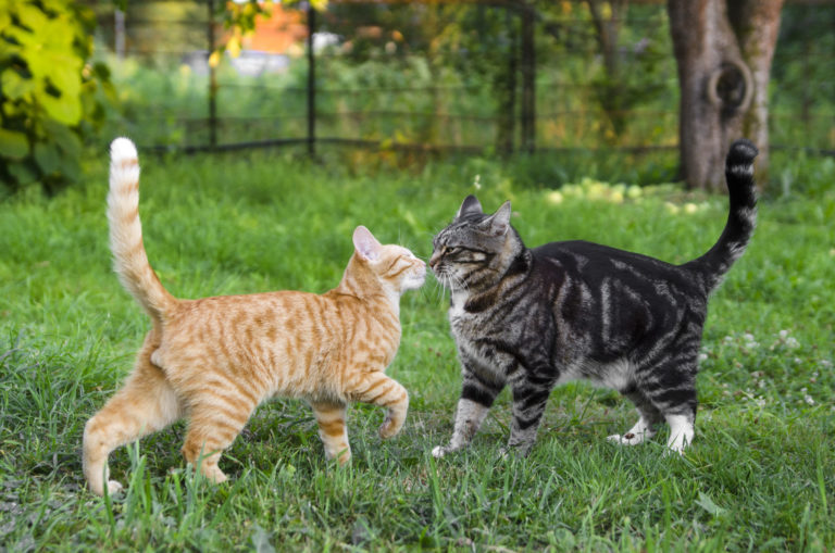 deux chats se rencontrent