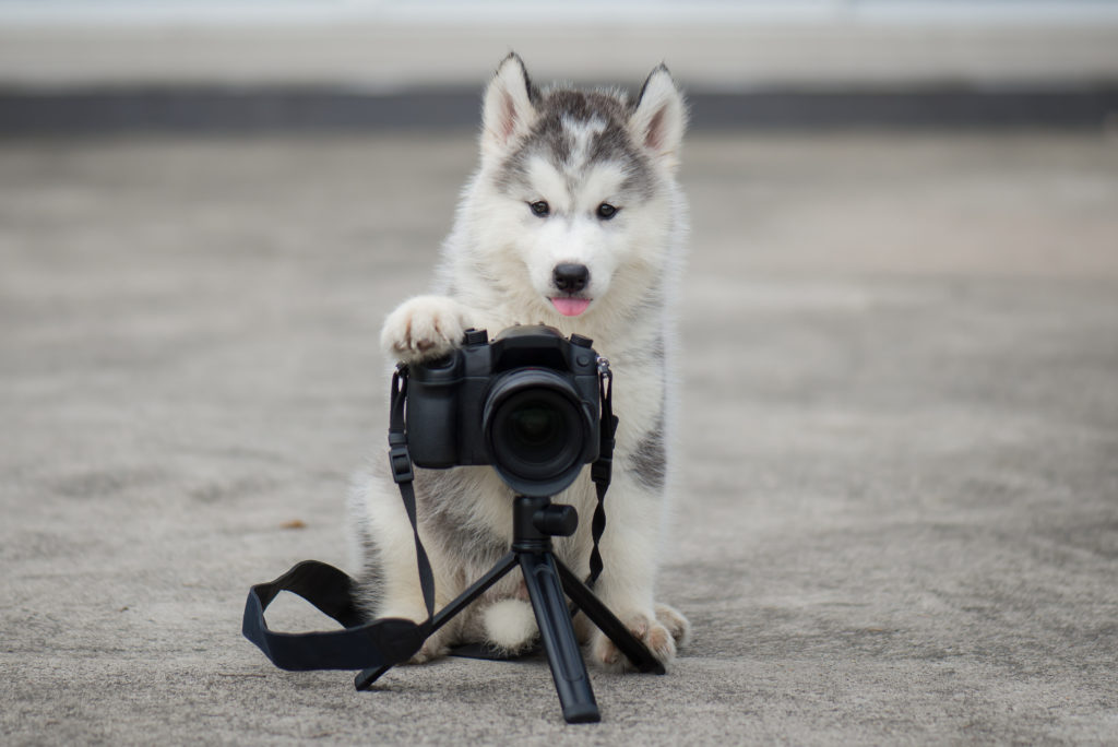 Husky assis derrière une appareil photo sur un petit trépied, la patte avant posée sur l'appareil