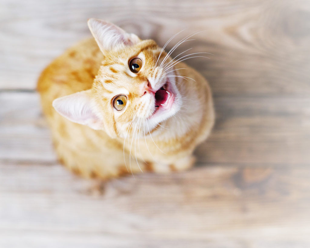 Chat roux photographié du dessus. Le chat est assis sur le parquet et regarde l'objectif la gueule ouverte.