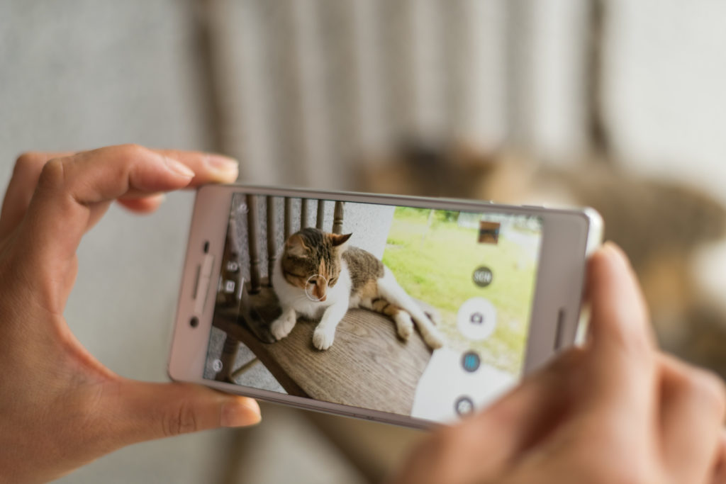les mains d'une femme en train de prendre son chat en photo avec son portable