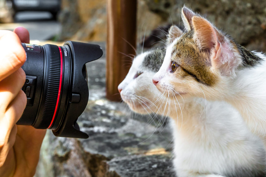mieux photographier son chat Deux chats, le visage près d'un objectif, en train d'être photographiés