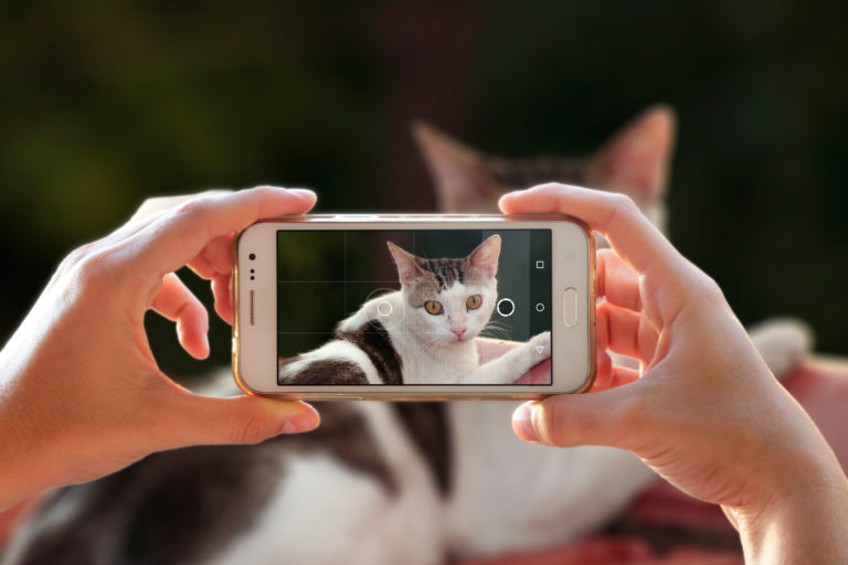 Mains d'une personne en train de tenir un téléphone portable et de photographier son chat avec