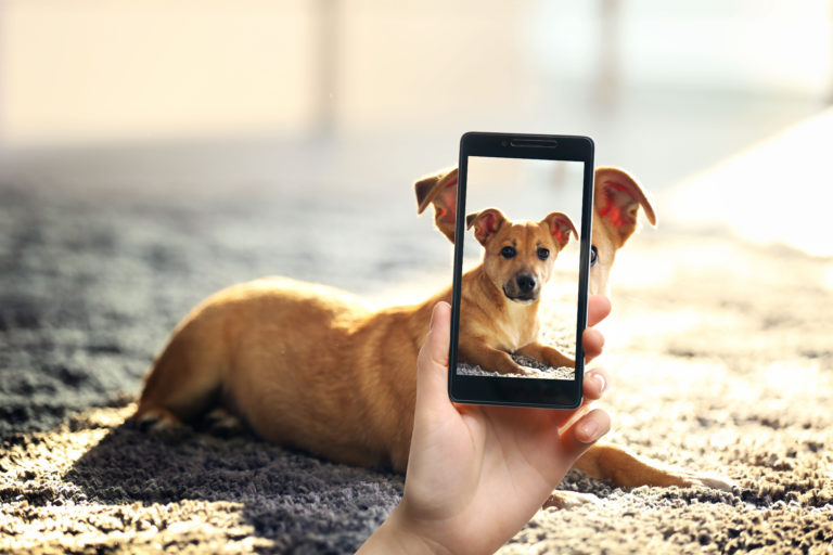 photo de chien avec smartphone
