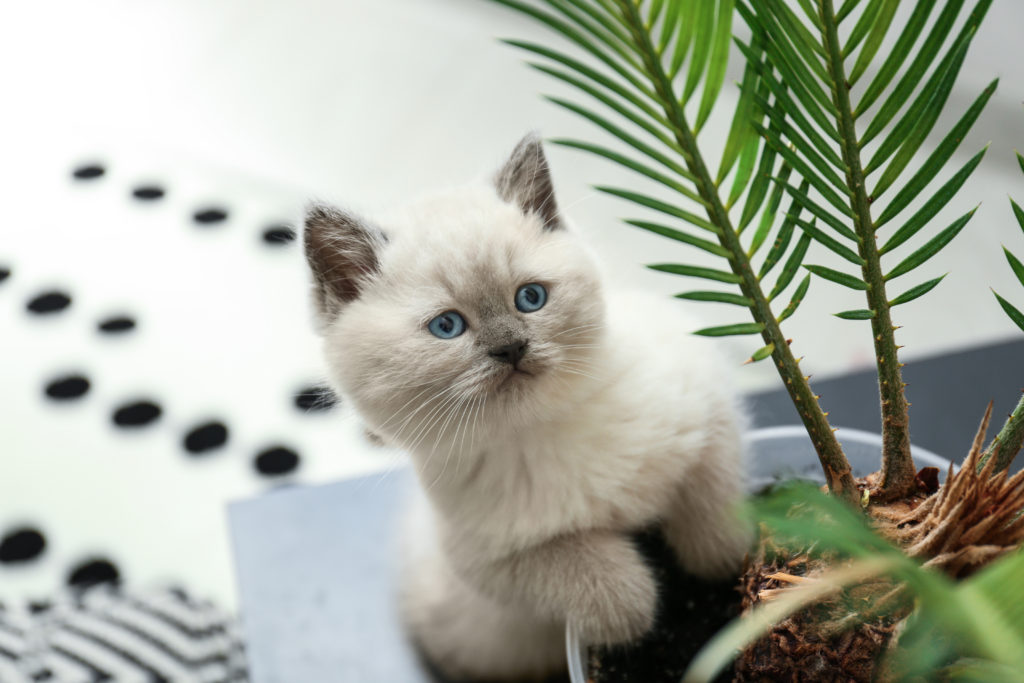 chat blanc plante