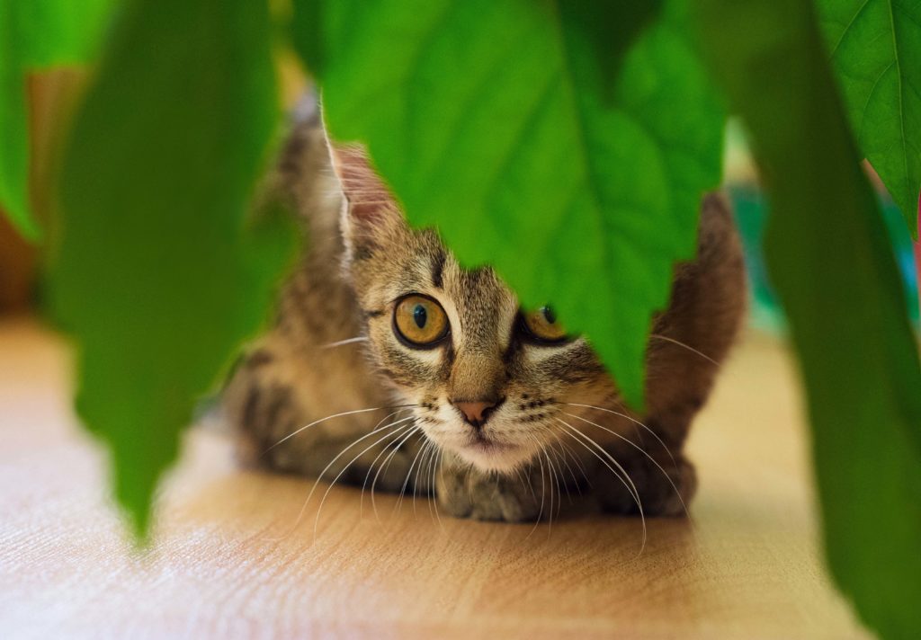 Chat baissé à ras du sol caché derrière des feuilles qui pendent d'une plante