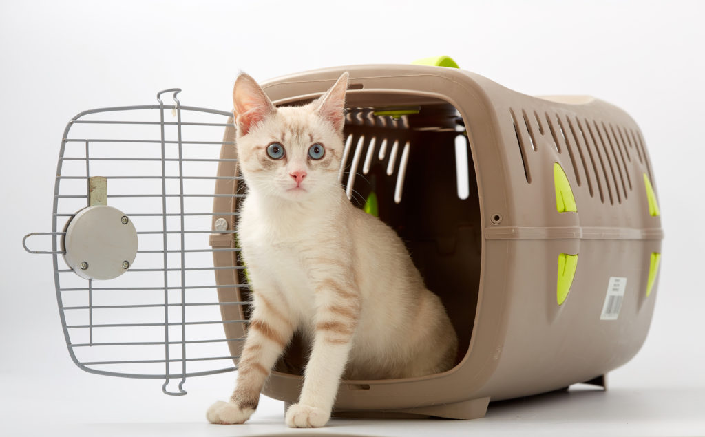 Caisses de transport pour chat