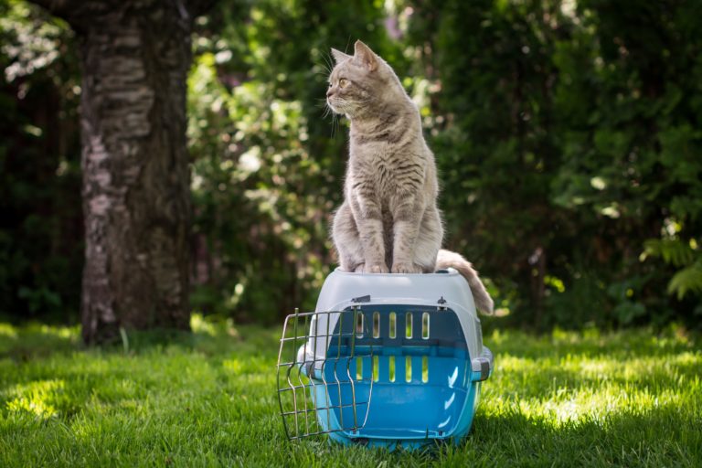 Comment choisir le meilleur sac de transport pour son chat ?