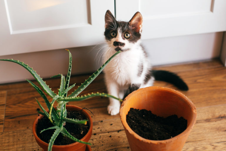 Chaton noir et blanc assis derrière deux pots de fleurs