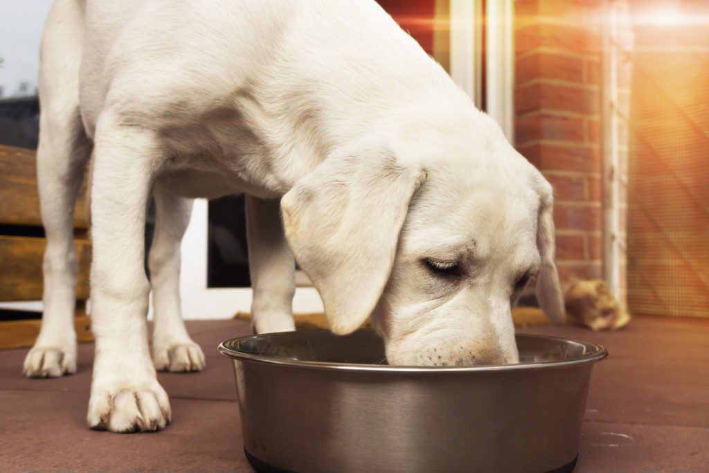 Chiot mange nourriture pour chien sans cereales