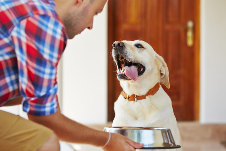 Labrador et nourriture pour chien sans cereales