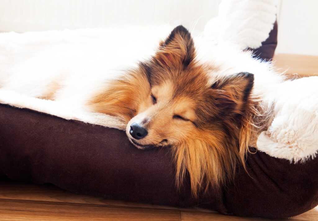chien et lit chien qui dort sur son lit