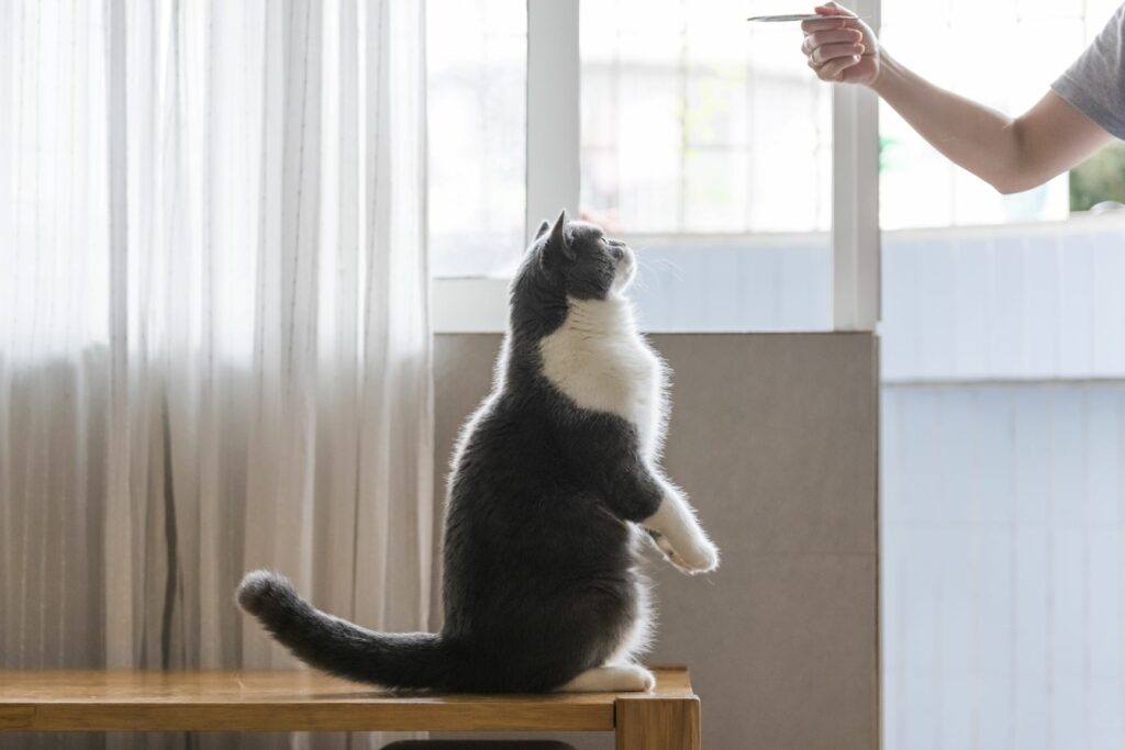 le clicker training pour chat est une discipline reconnue