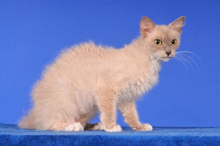 chat LaPerm sur un fond bleu