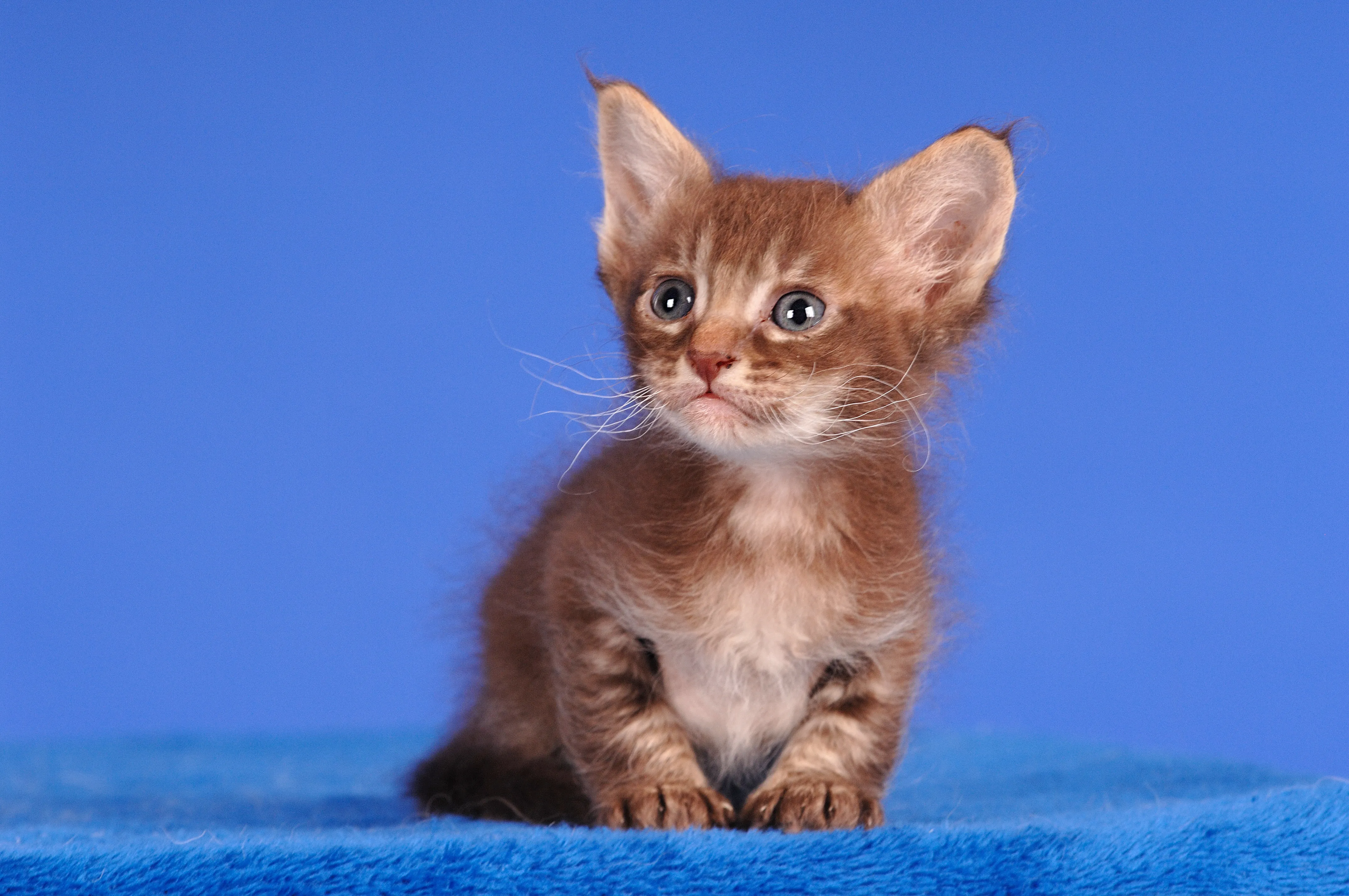 chaton LaPerm sur un fond bleu