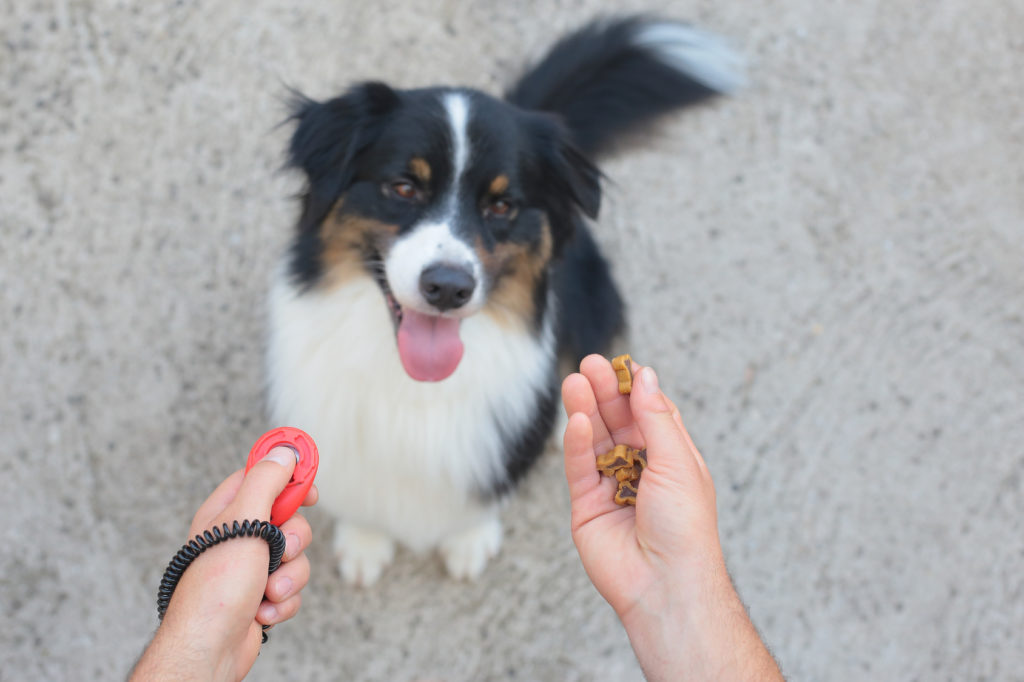 Clicker training pour chien Chien avec un clicker et une friandise