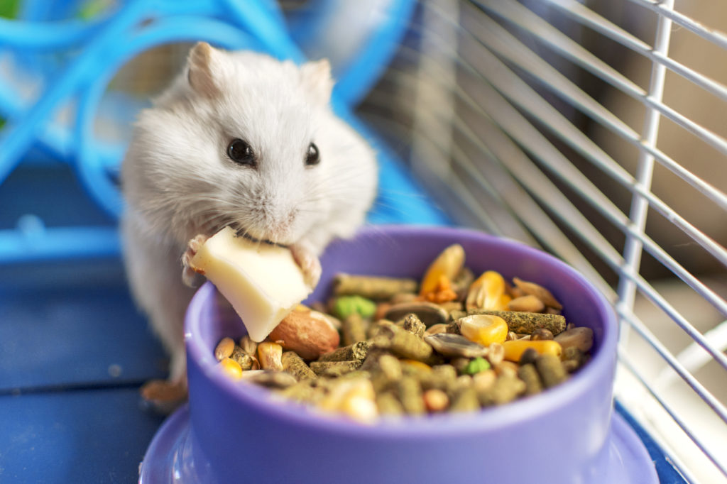 Hamster qui mange