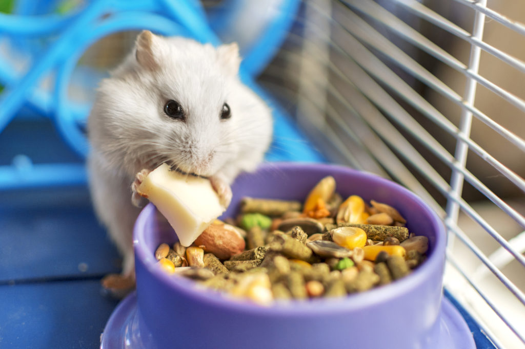 Hamster Hamster qui mange