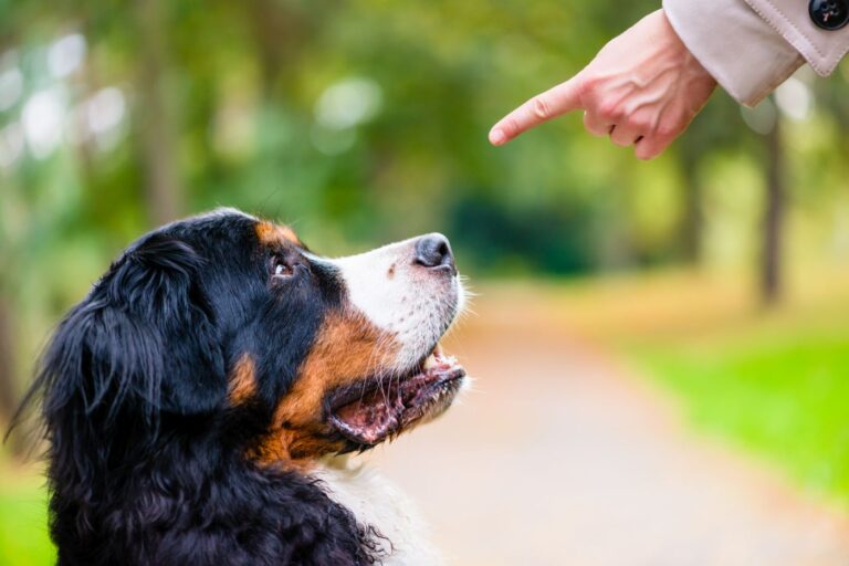 chien qui n'obéit pas