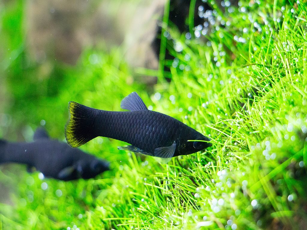 black molly black molly