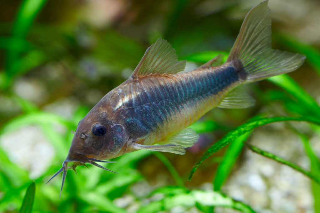 corydoras paleatus