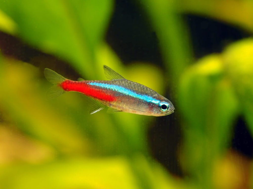 néon bleu néon bleu