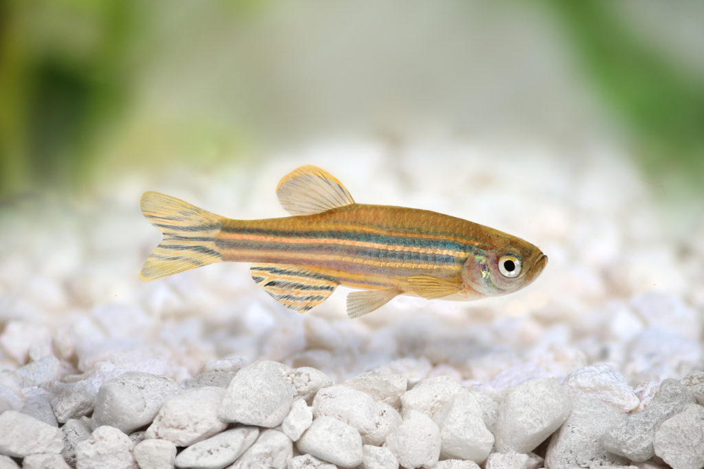poisson-zèbre
