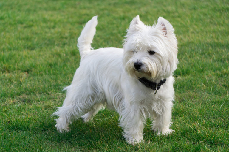 west highland white terrier dans l'herbe