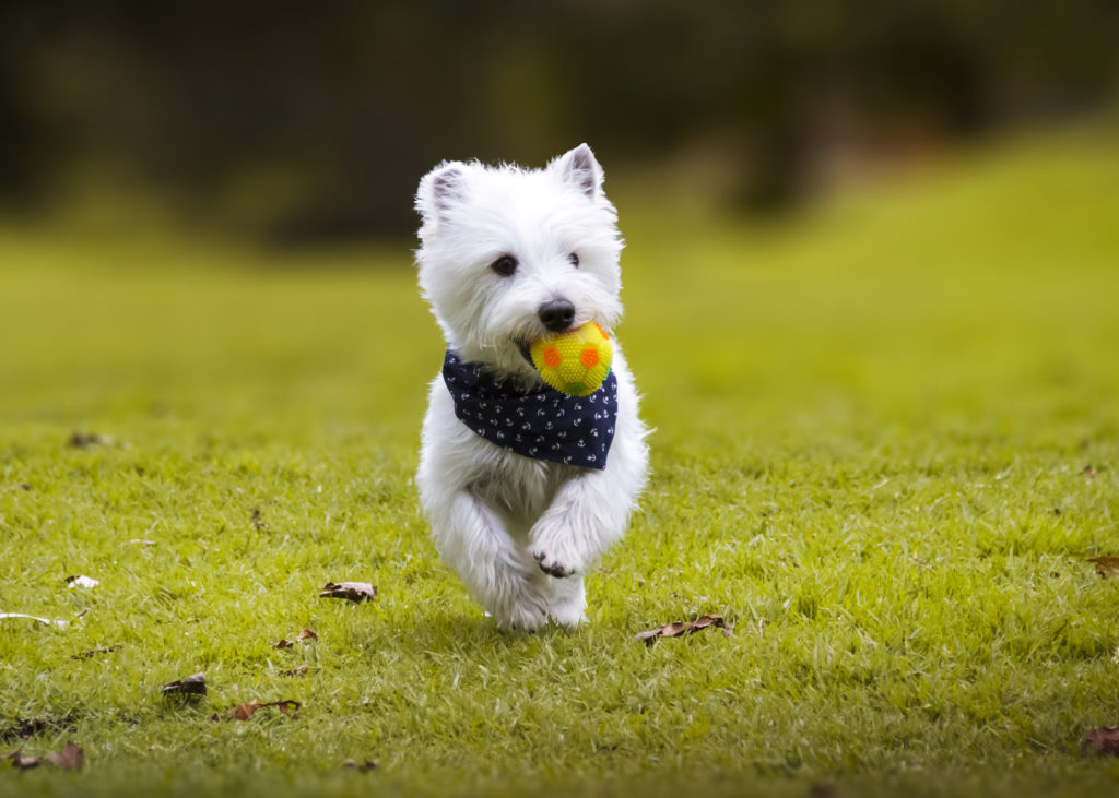 west highland white terrier joue west highland white terrier joue